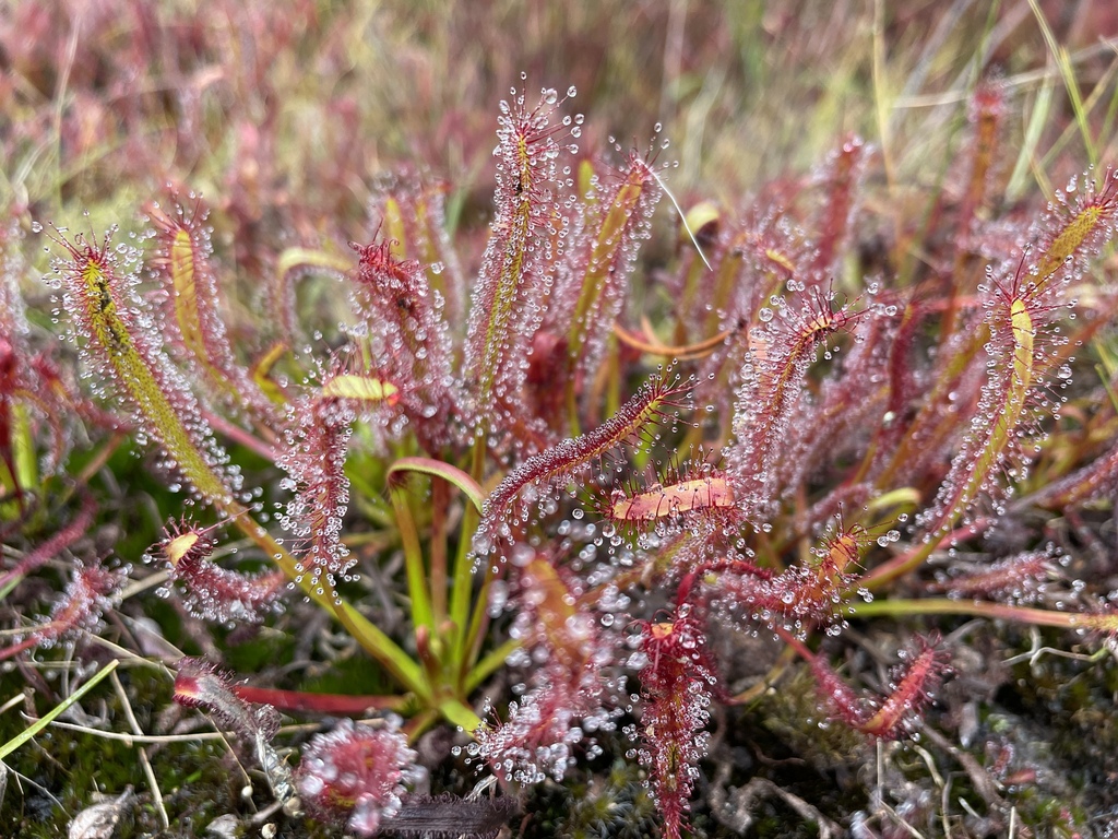 Drosera capensis from Mendocino County, CA, USA on 2022년 10월 15일 (토) at 04:08 오후 by Floyd E. Hayes · iNaturalist Drosera... 