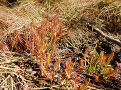 Drosera capensis