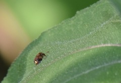 Bruchinae