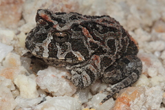 Proceratophrys cururu