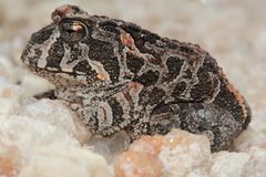 Proceratophrys cururu