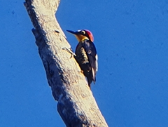 Melanerpes flavifrons