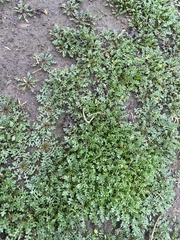 Lepidium didymum