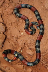 Micrurus frontalis