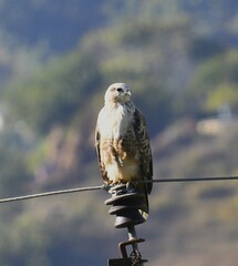 Buteo refectus