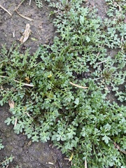 Lepidium didymum
