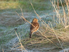 Linaria flavirostris