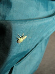 Naupactus auripes