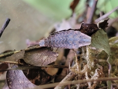 Pyractomena borealis