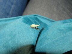 Naupactus auripes