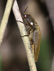 Pyrophorini