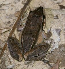 Leptodactylus didymus