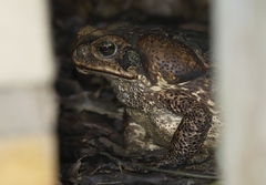 Rhinella marina