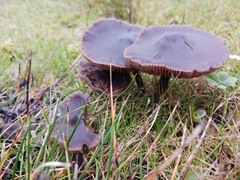 Entoloma sericeum