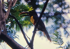 Pteroglossus castanotis