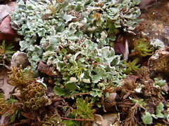 Cladonia apodocarpa