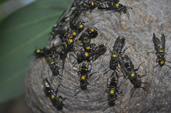 Polybia ruficeps xanthops