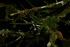 Ionopsis satyrioides