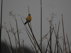 Geothlypis poliocephala