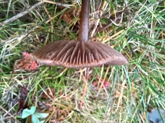 Entoloma sericeum