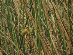 Geothlypis poliocephala