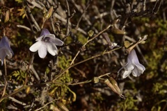 Conanthera campanulata