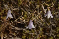 Conanthera campanulata