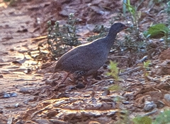 Crypturellus parvirostris