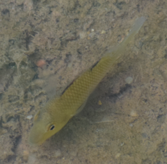 Geophagus steindachneri