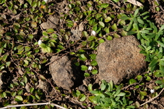 Alysicarpus vaginalis