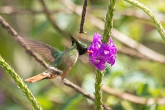 Lophornis adorabilis