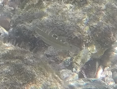 Halichoeres notospilus