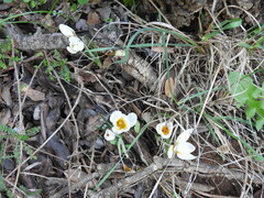 Crocus hyemalis
