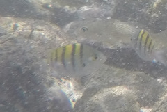 Abudefduf troschelii