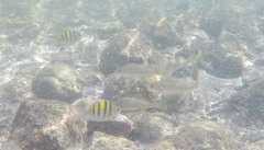 Abudefduf troschelii