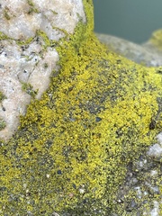 Flavoplaca
