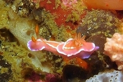 Verconia alboannulata