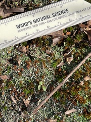Cladonia apodocarpa