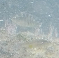 Halichoeres notospilus