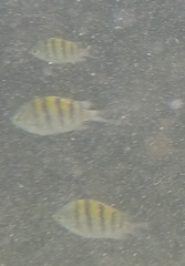 Abudefduf troschelii