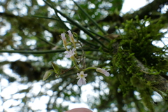 Ionopsis satyrioides