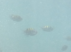 Abudefduf troschelii