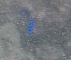 Stegastes acapulcoensis