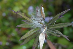 Gomphocarpus physocarpus