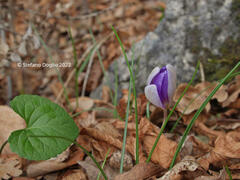 Crocus imperati