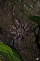 Psalmopoeus pulcher