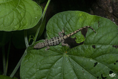 Gonatodes albogularis fuscus