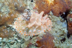 Halgerda batangas