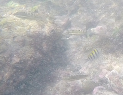 Halichoeres notospilus