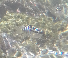 Abudefduf concolor